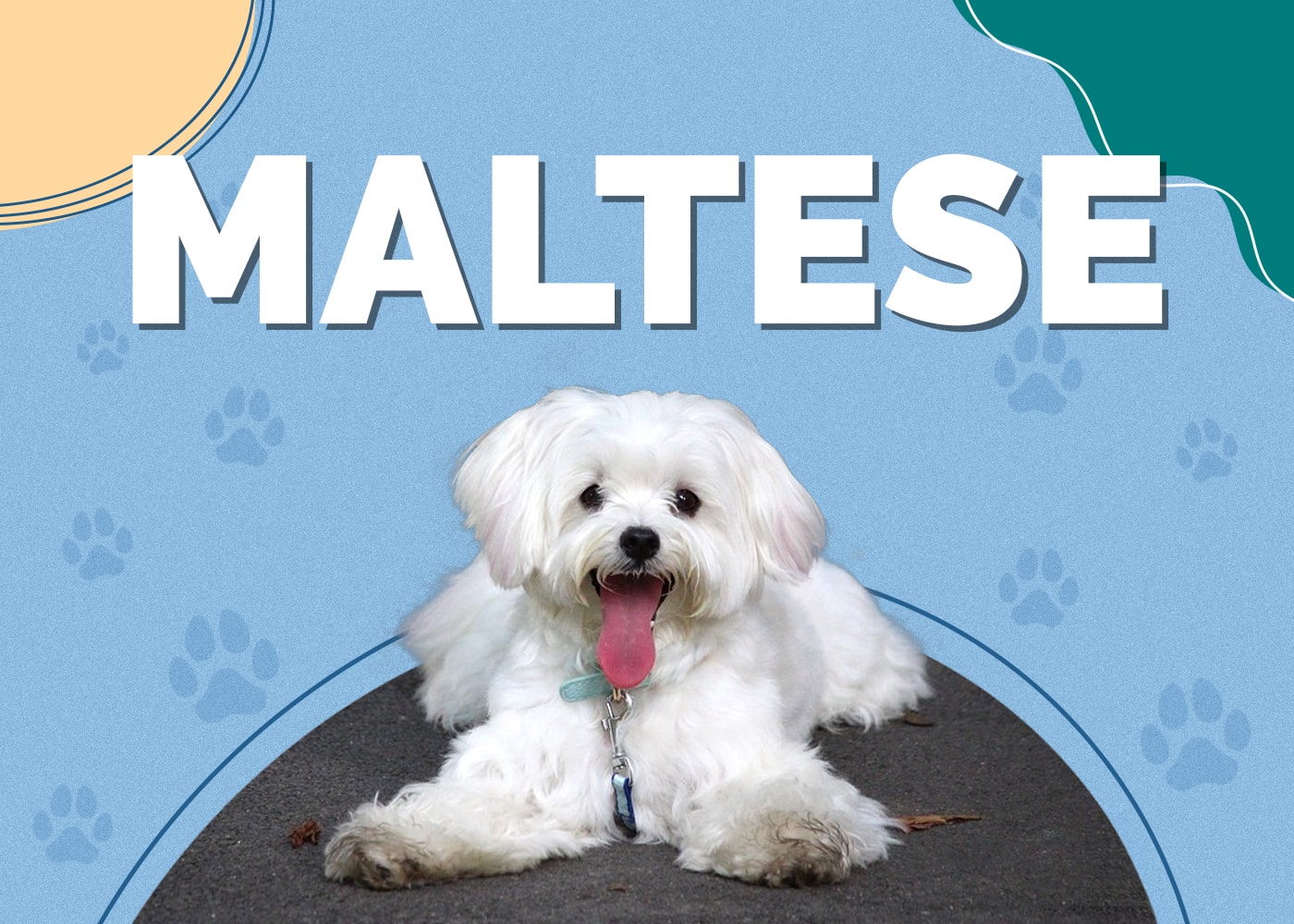 Maltese