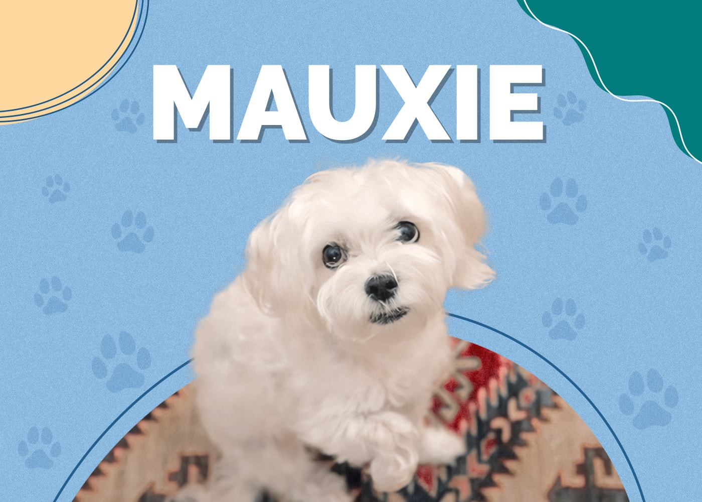 Mauxie (Dachshund & Maltese Mix)