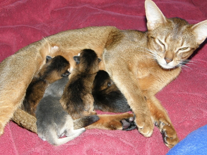 mother cat and kitten