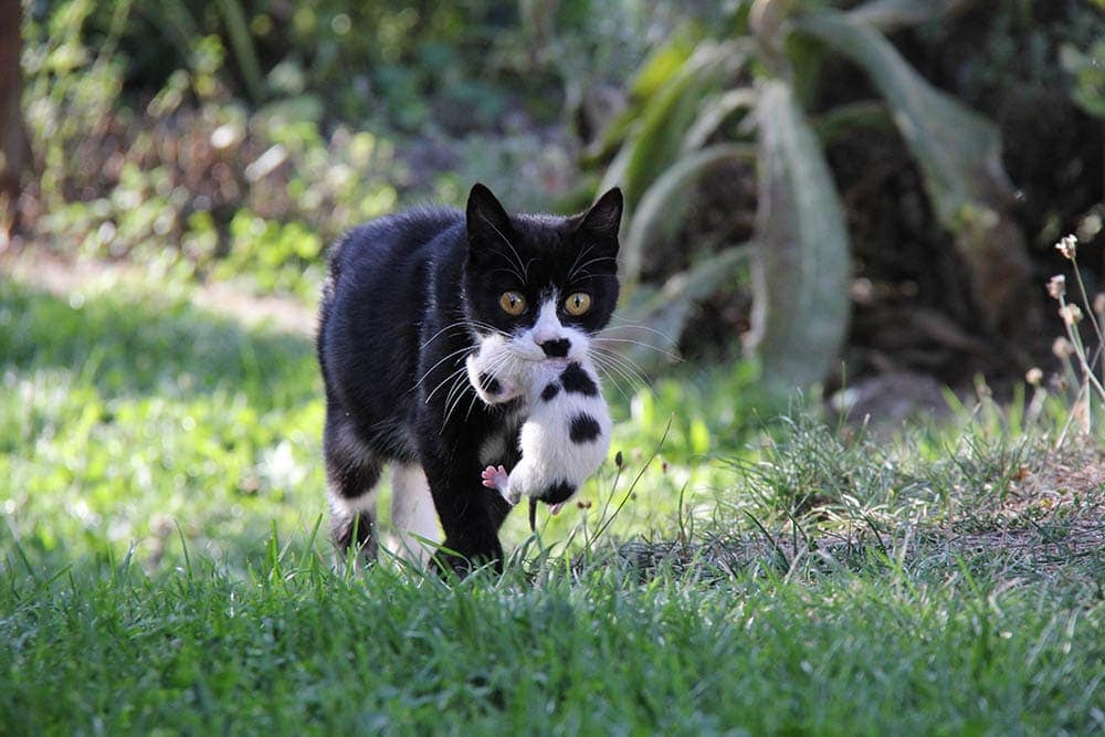 Mother cat carrying her kitten