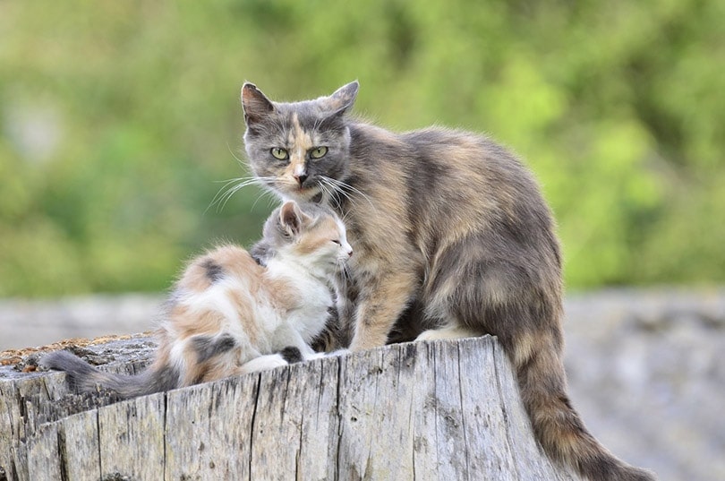 mother cat protecting her kitten