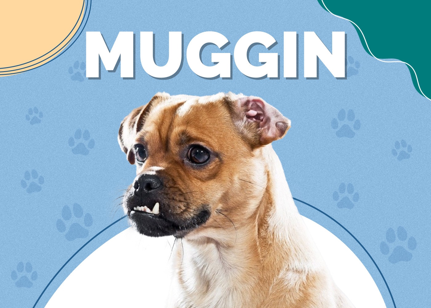 Muggin Dog (Pug & Miniature Pinscher Mix)
