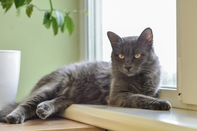 nebelung cat by the window