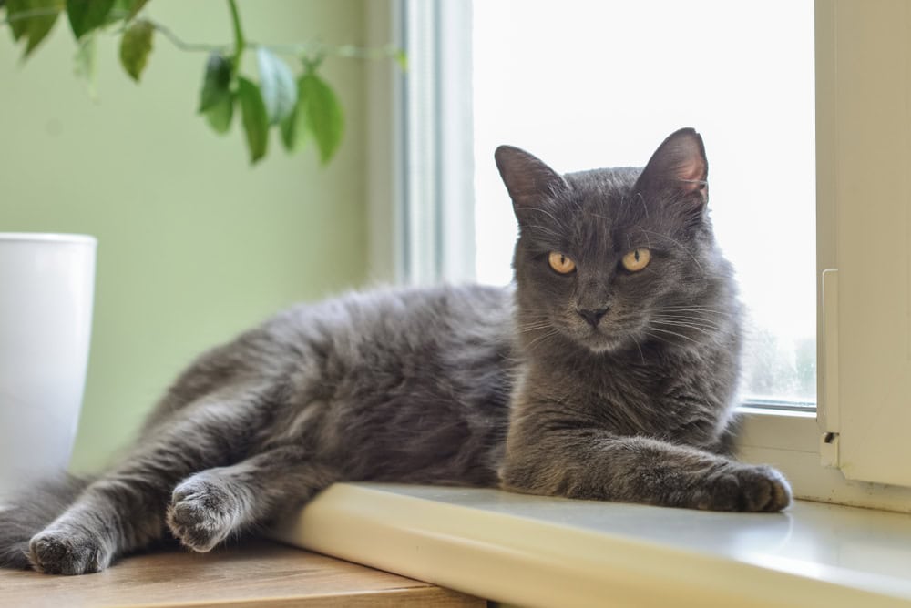nebelung cat by the window