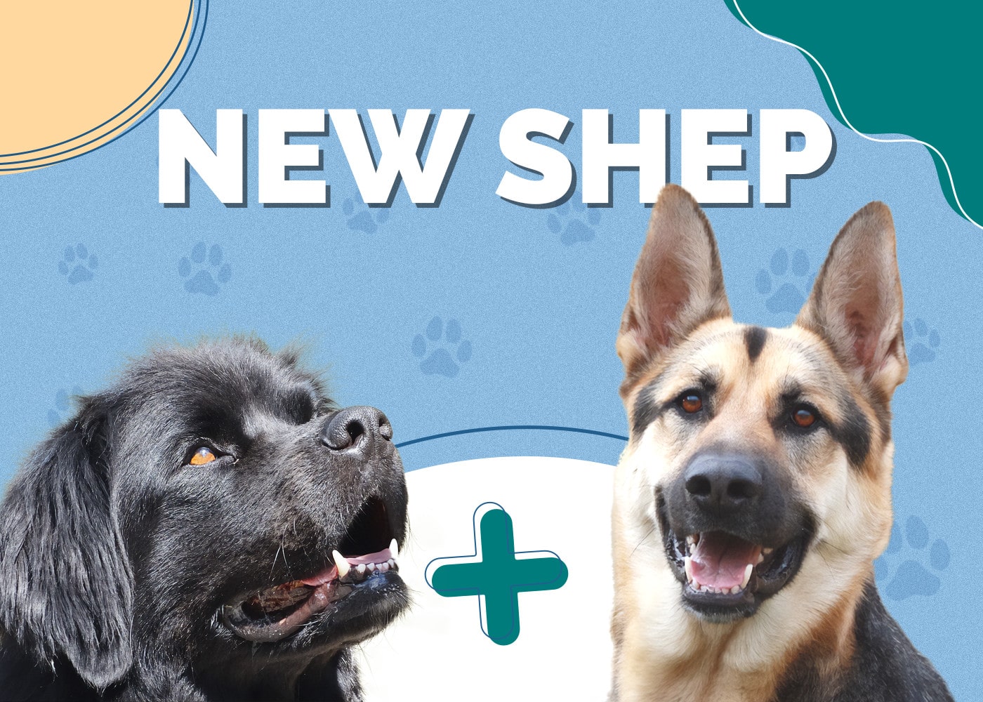 New Shep (Newfoundland & German Shepherd Mix)