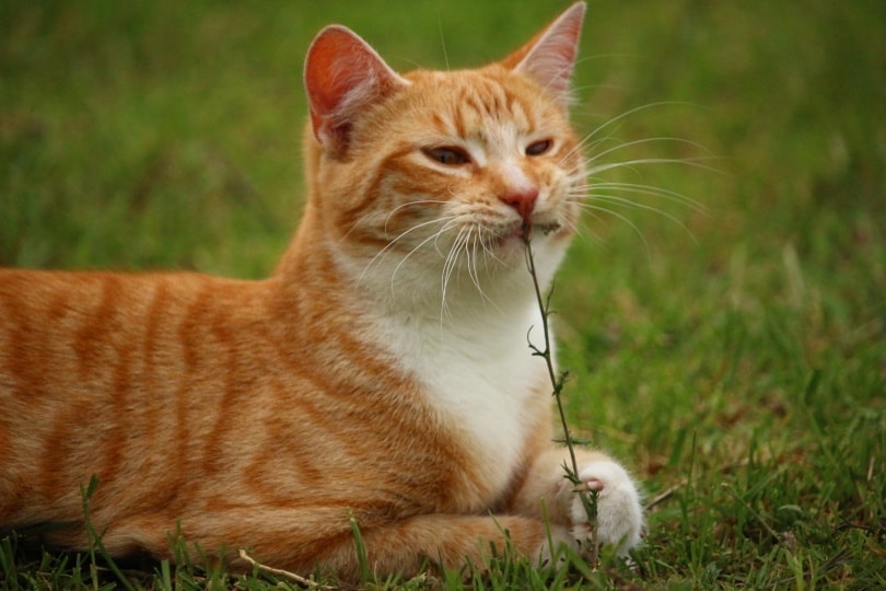 gato naranja comiendo hierba