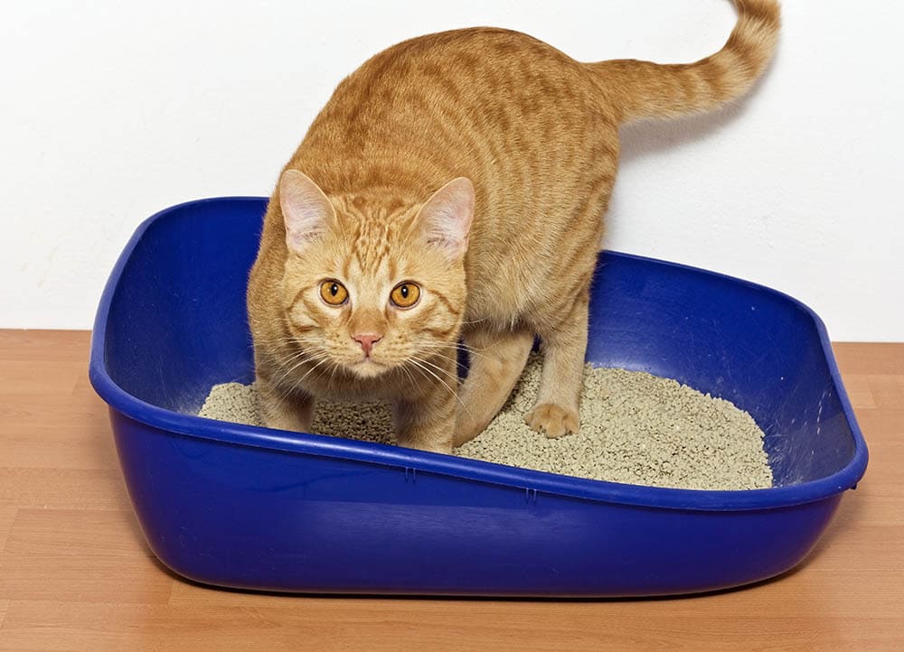 orange cat digging litter box