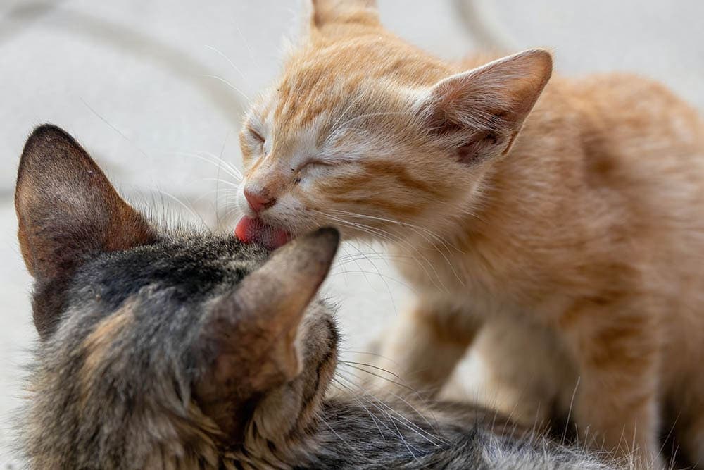 orange cat grooming another cat