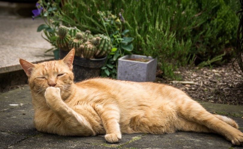 orange cat lying in the garden