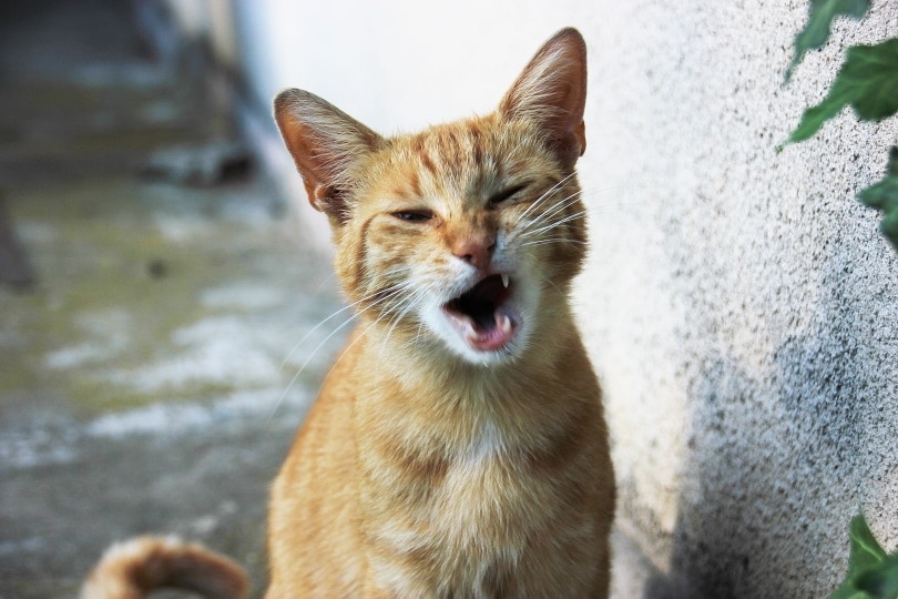 orange cat meowing