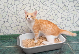 orange cat on litter box