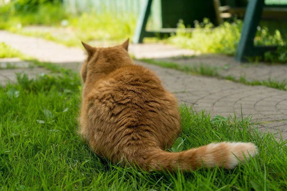 orange cat rear view