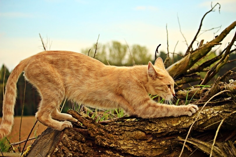 orange cat scratching on log