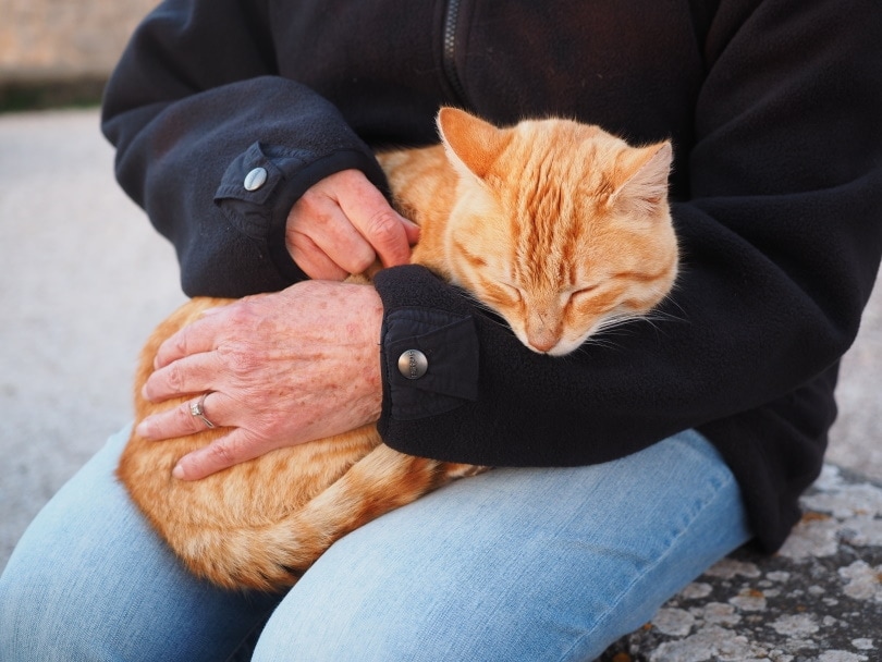orange cat sleeping in owner's lap