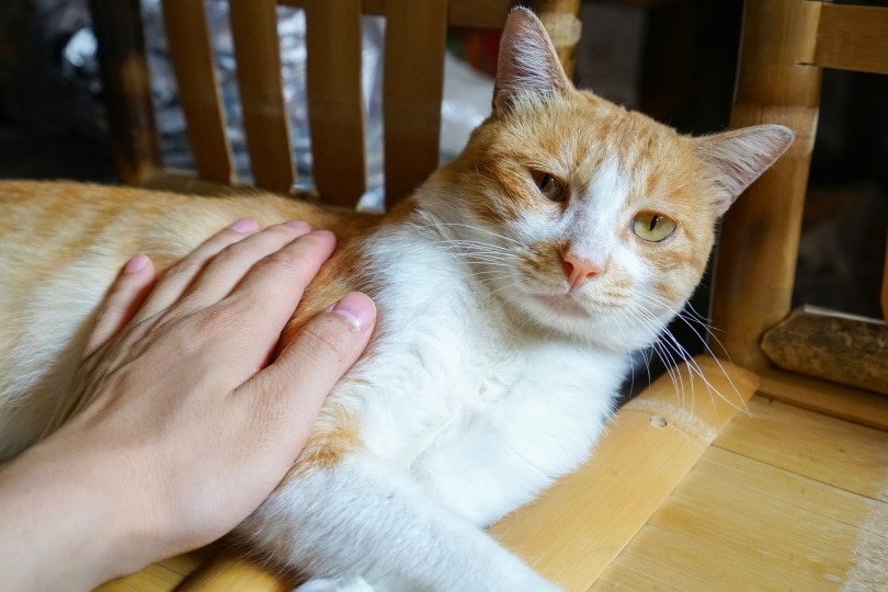 orange cat touched by mans hand