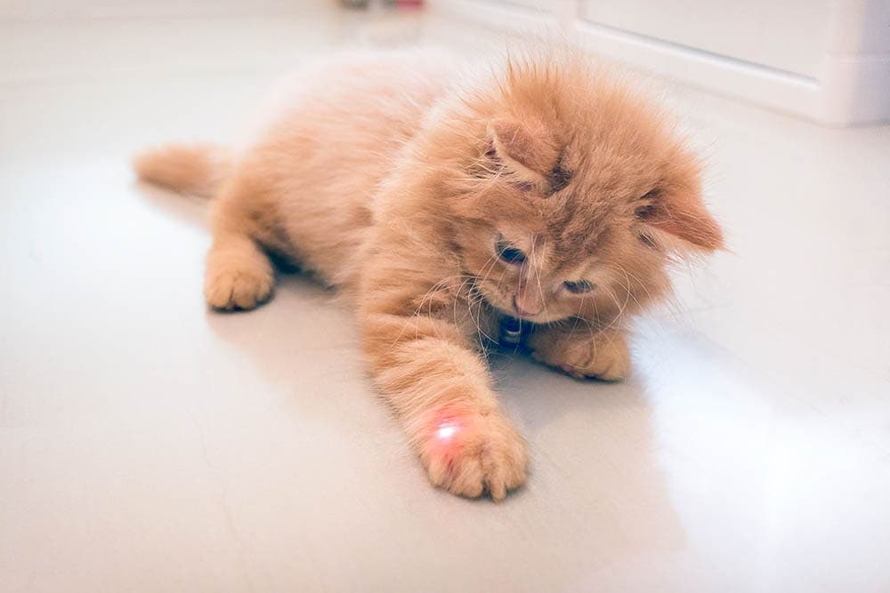 orange kitten playing with laser