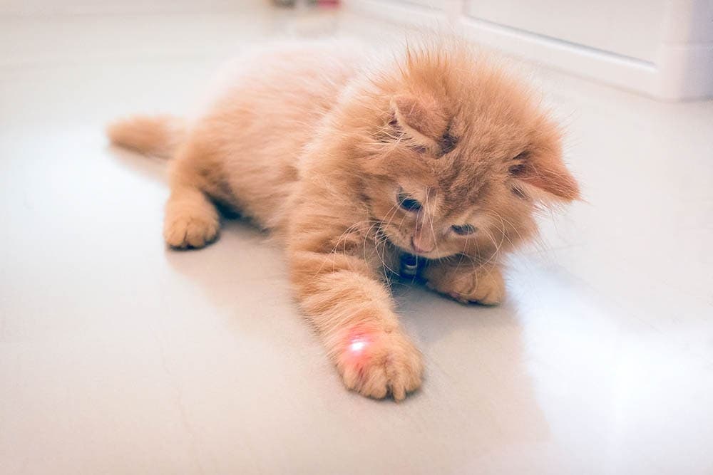 orange kitten playing with laser orange kitten playing with laser