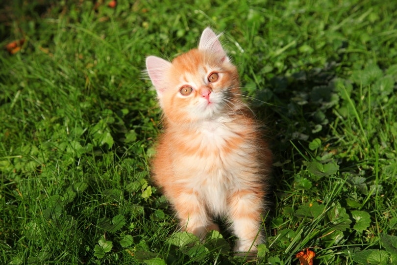 Gatito naranja sentado en el pasto mirando a la cámara.