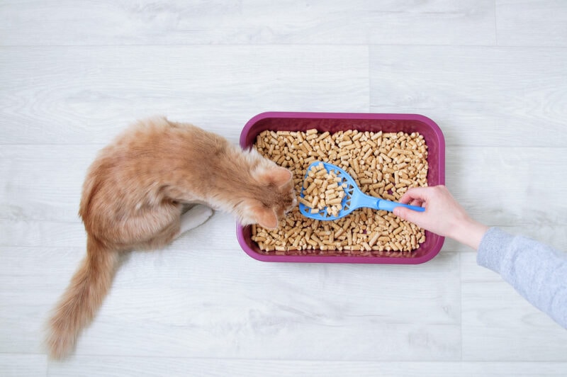 owner-cleaning-their-cats-litter-box