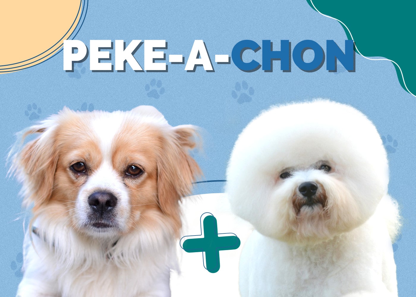 Peke-A-Chon (Bichon Frise & Pekingese Mix)