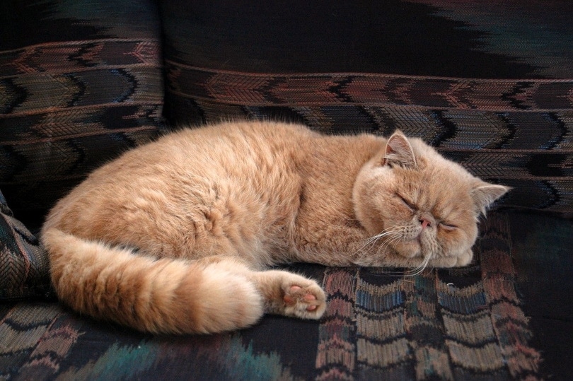 persian cat lying on sofa