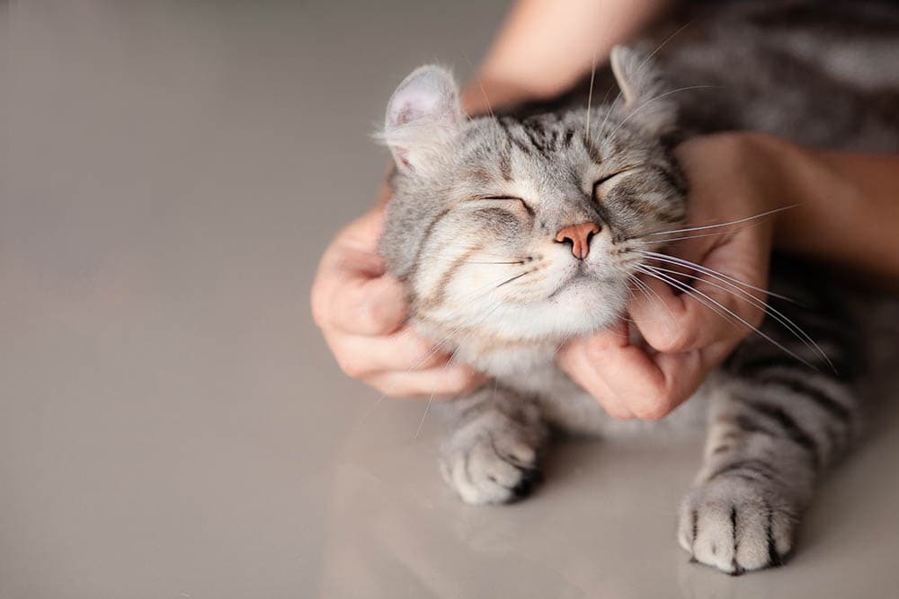 người vuốt ve một con mèo