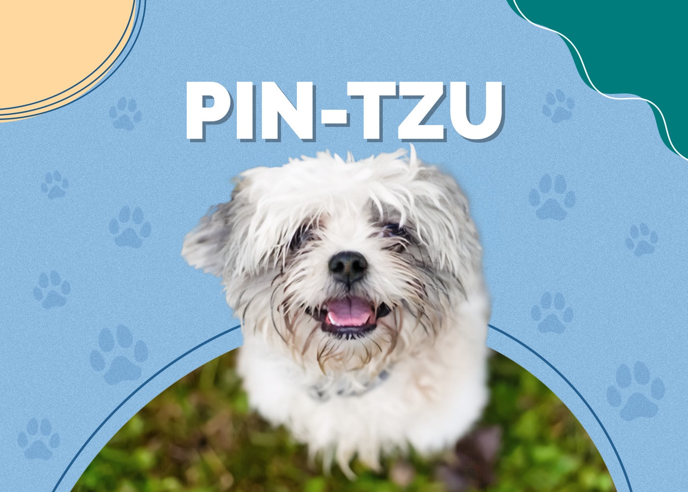 Pin-Tzu (Shih-Tzu & Miniature Pinscher Mix)