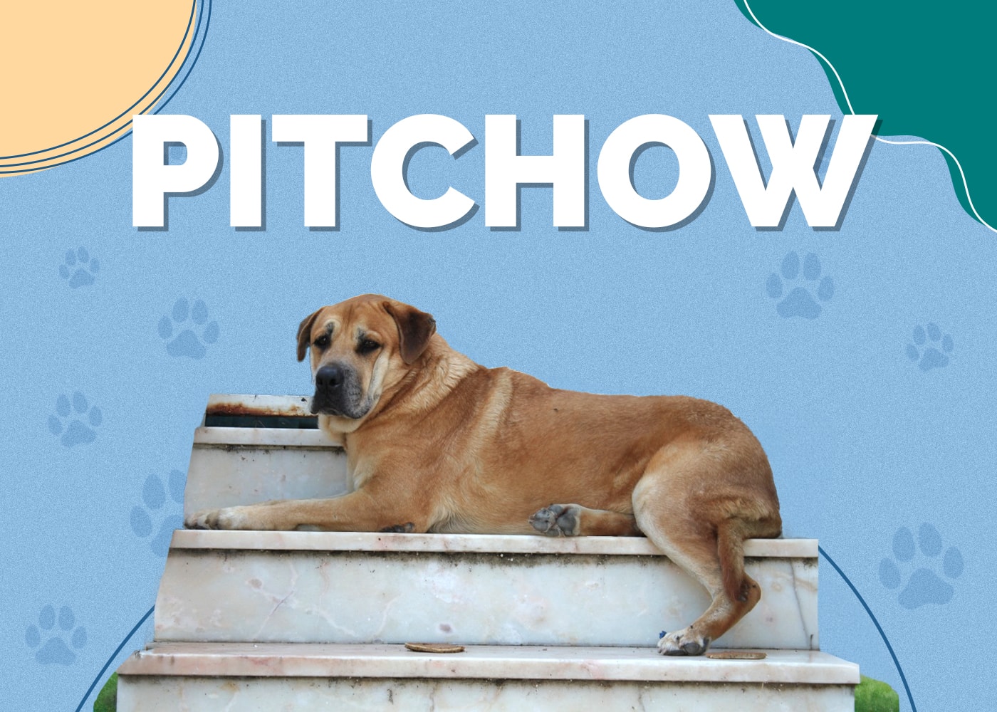 Pitchow (American Pitbull Terrier & Chow Chow Mix)