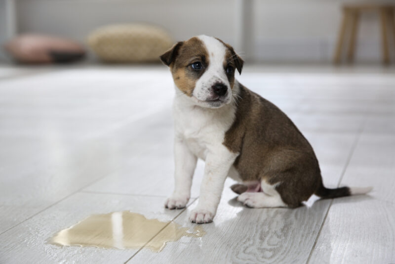 puppy near puddle of pee or urine on the floor indoors