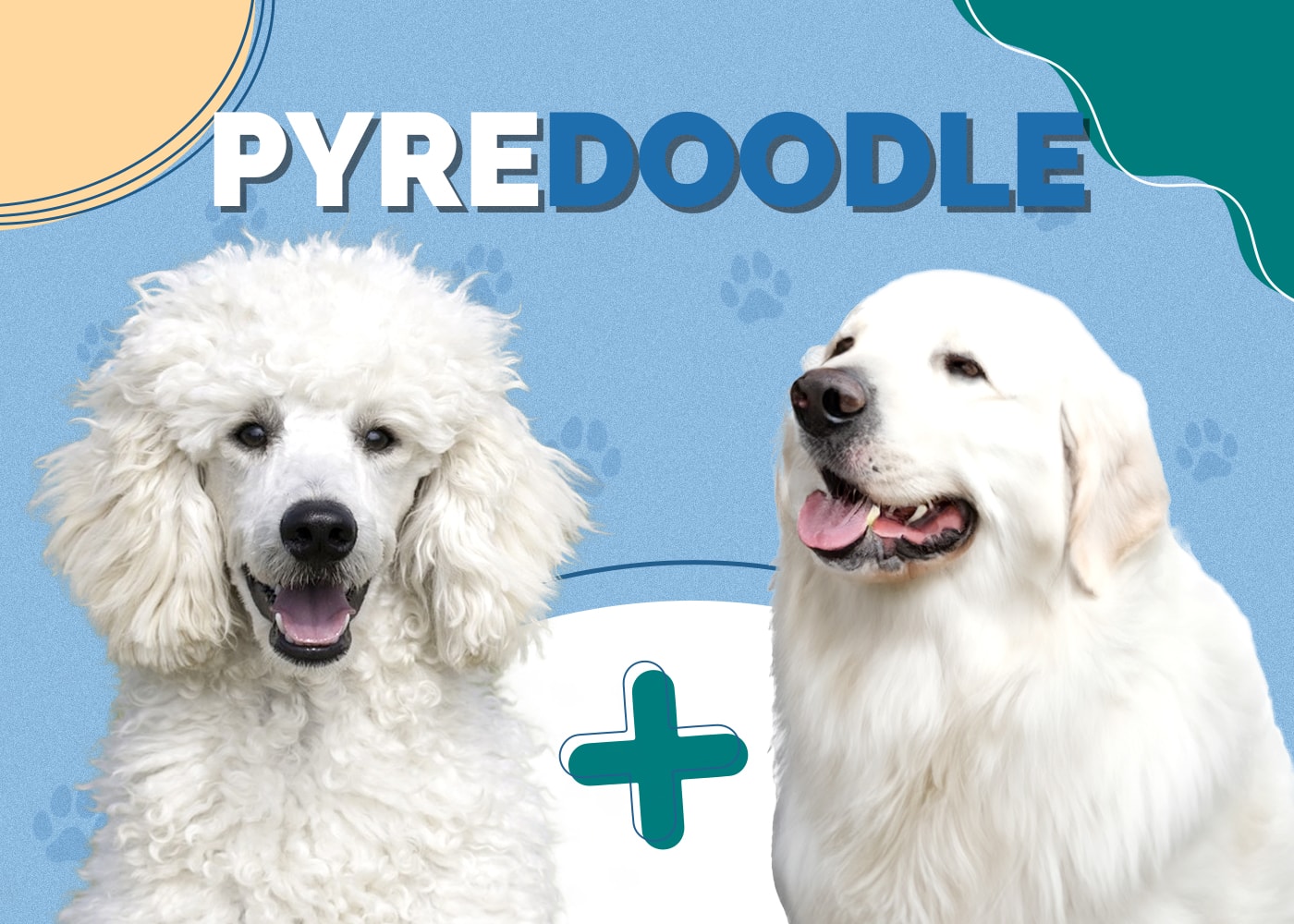 Pyredoodle (Poodle & Great Pyrenees Mix)