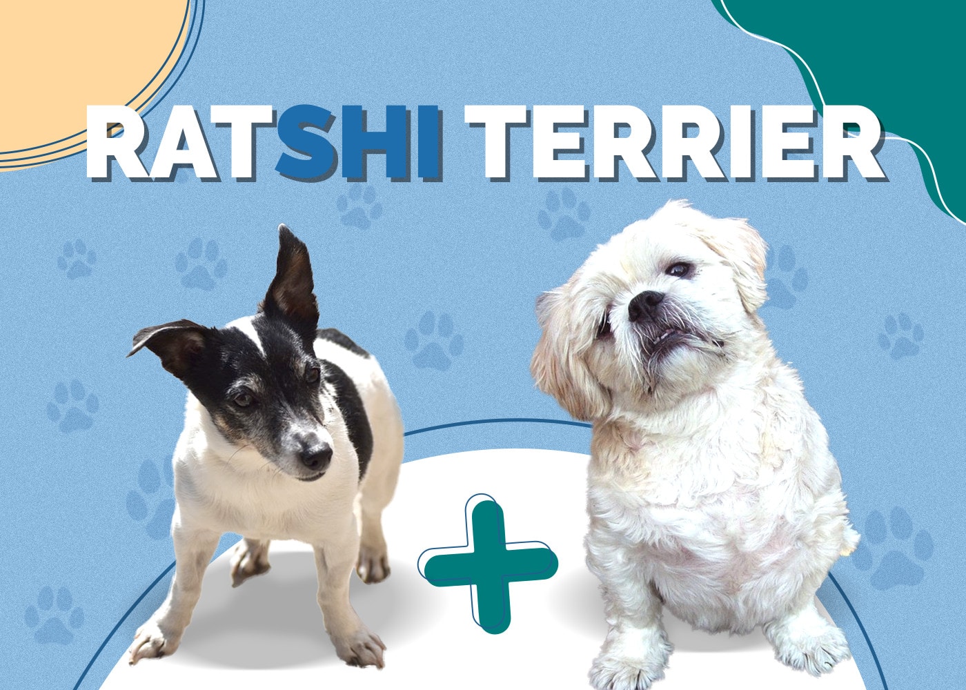Ratshi Terrier (Rat Terrier & Shih-Tzu Mix)