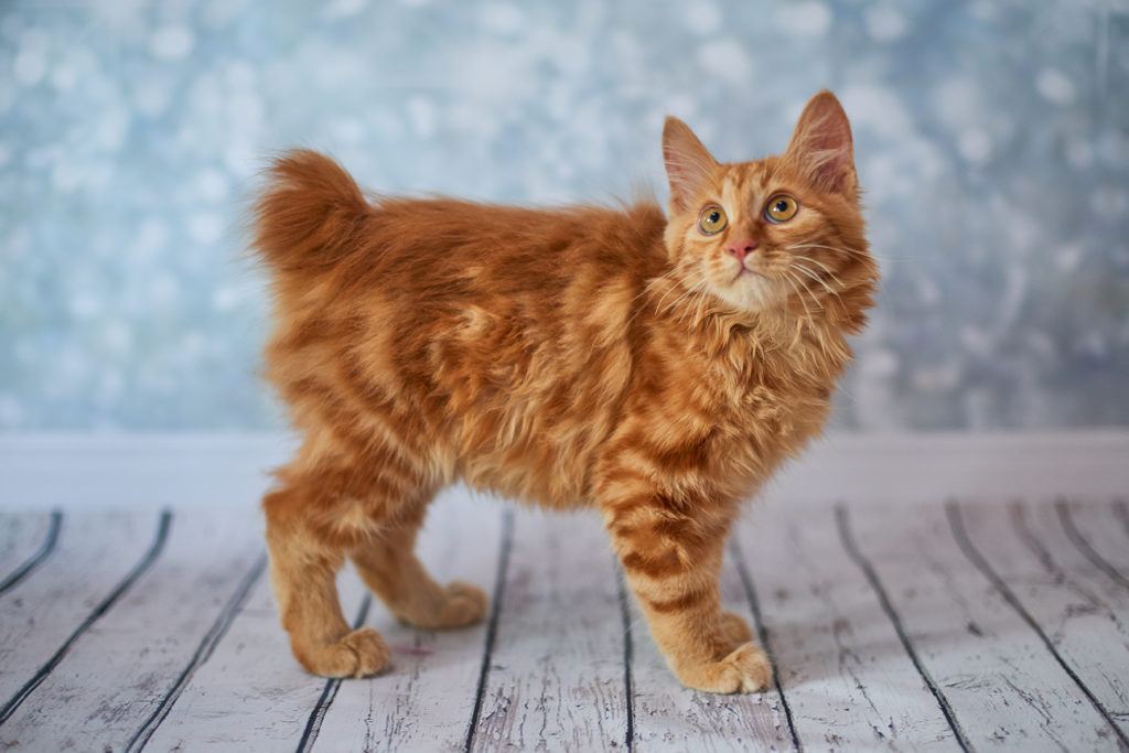 red american bobtail cat