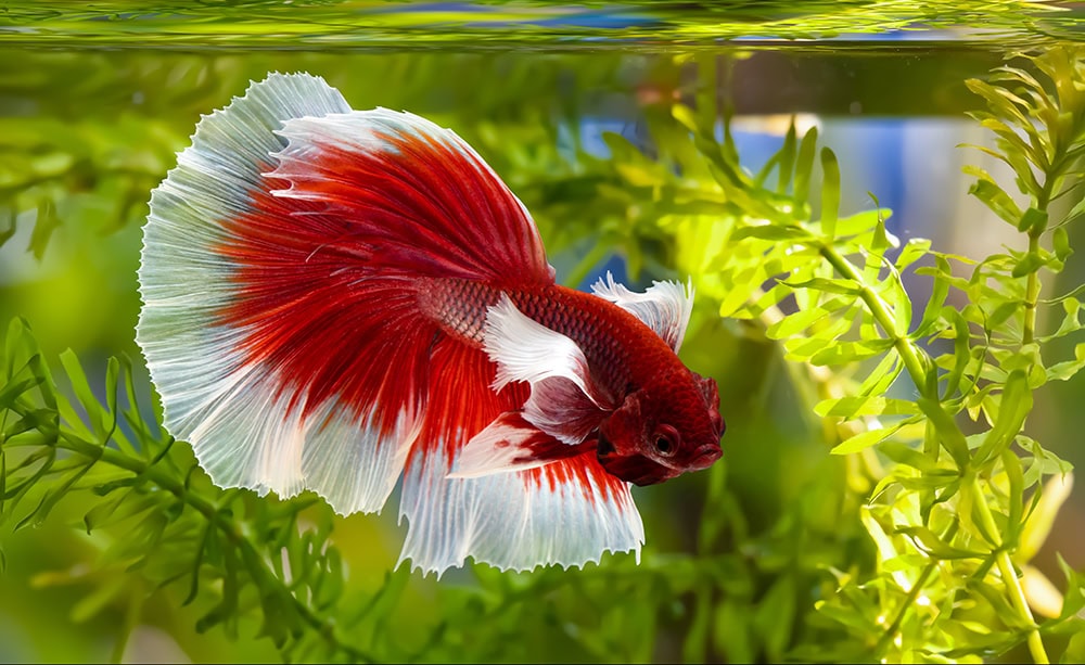 red and white betta fish in the tank