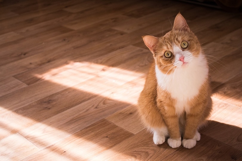 red cat sitting on the floor while tilting its head