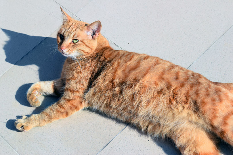 red tabby cat lying on the ground sunbathing