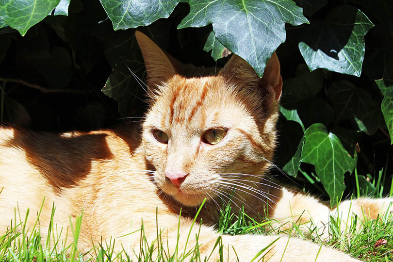 red tabby cat sunbathing
