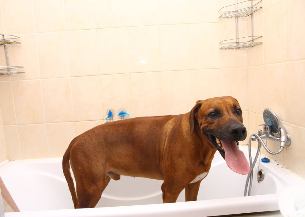 rhodesian ridgeback dog in a bath tub