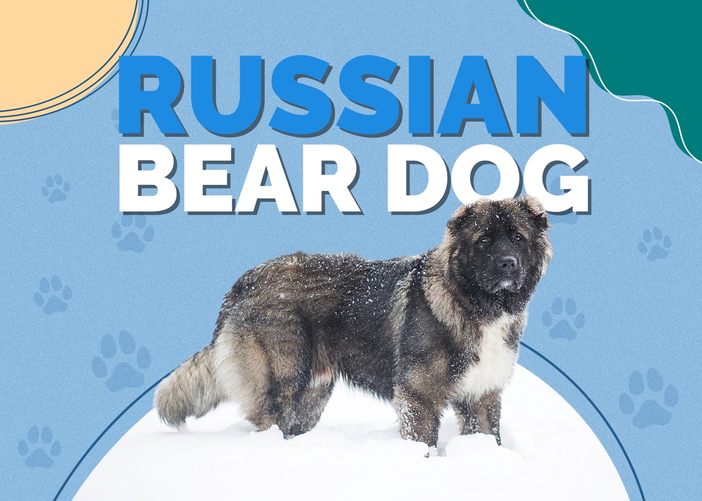 Russian Bear Dog (Caucasian Shepherd Breed)