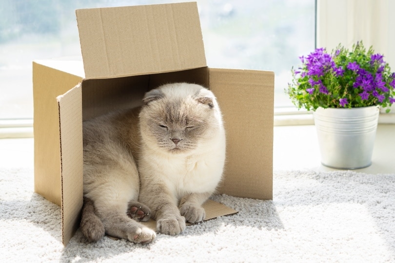 scottish fold cat resting in a cardborad box