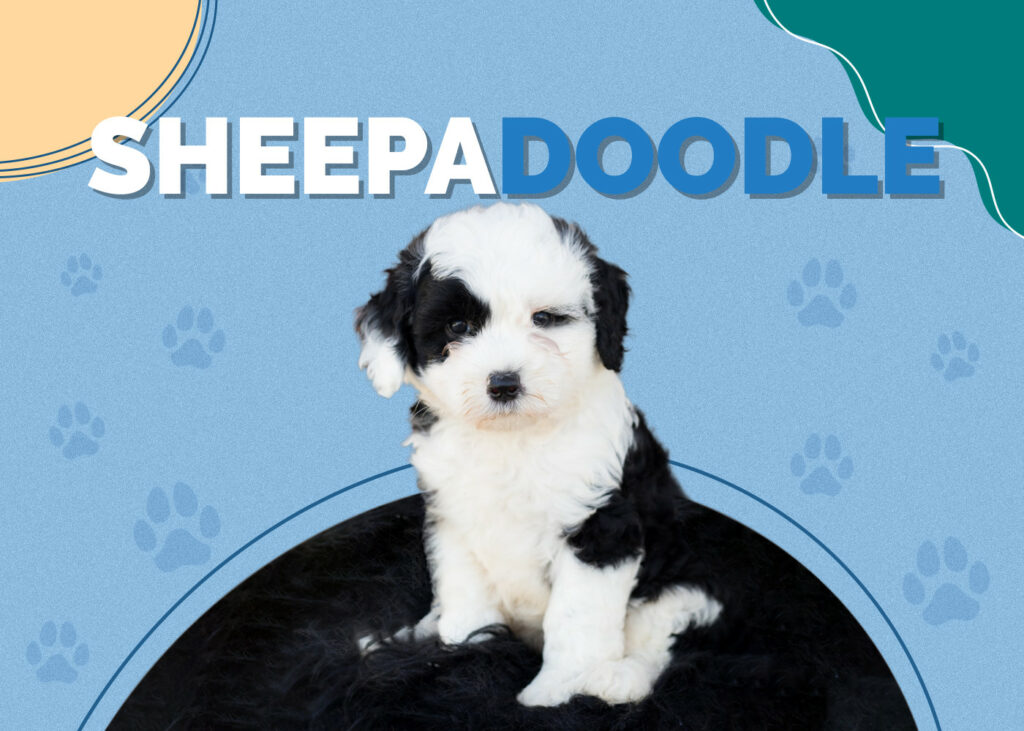 Sheepadoodle