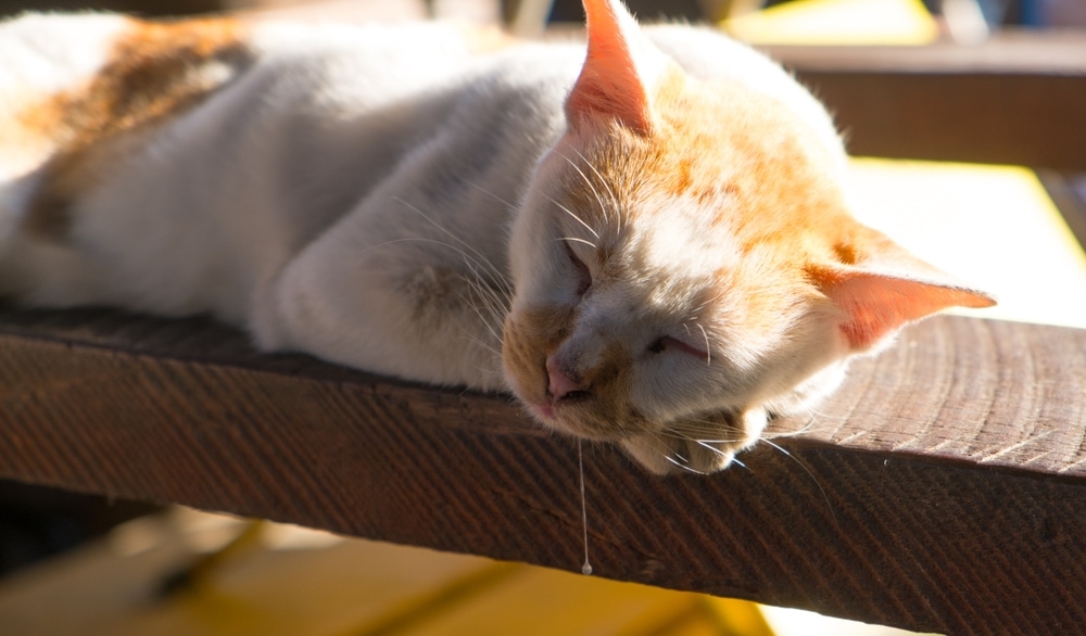 sleeping cat drool slobber