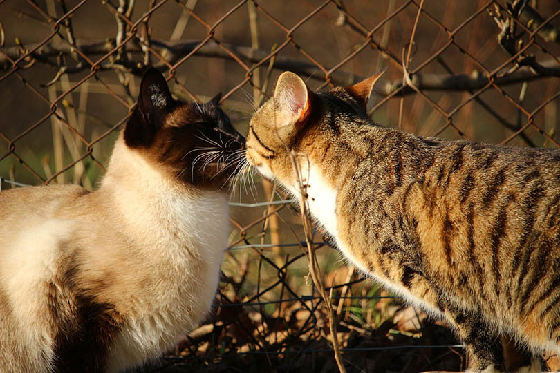 siamese and mackerel cats touching nose