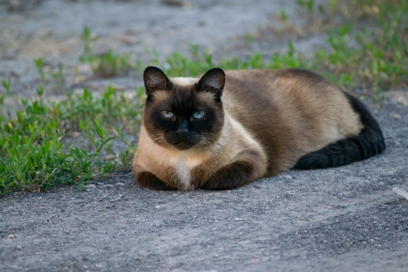 Gato siamés en camino de gravilla.