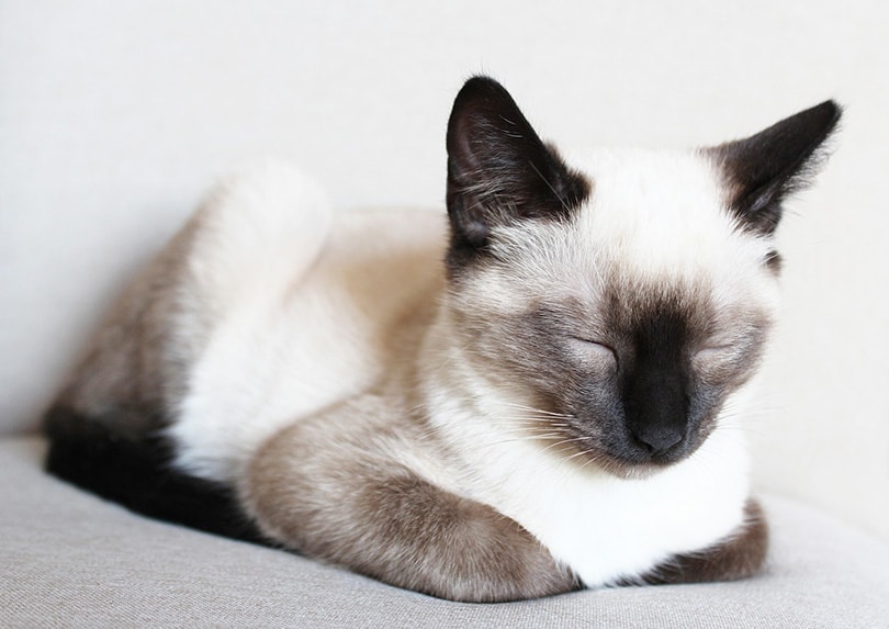 siamese cat napping in a loaf position