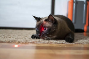 Siamese cat playing with laser