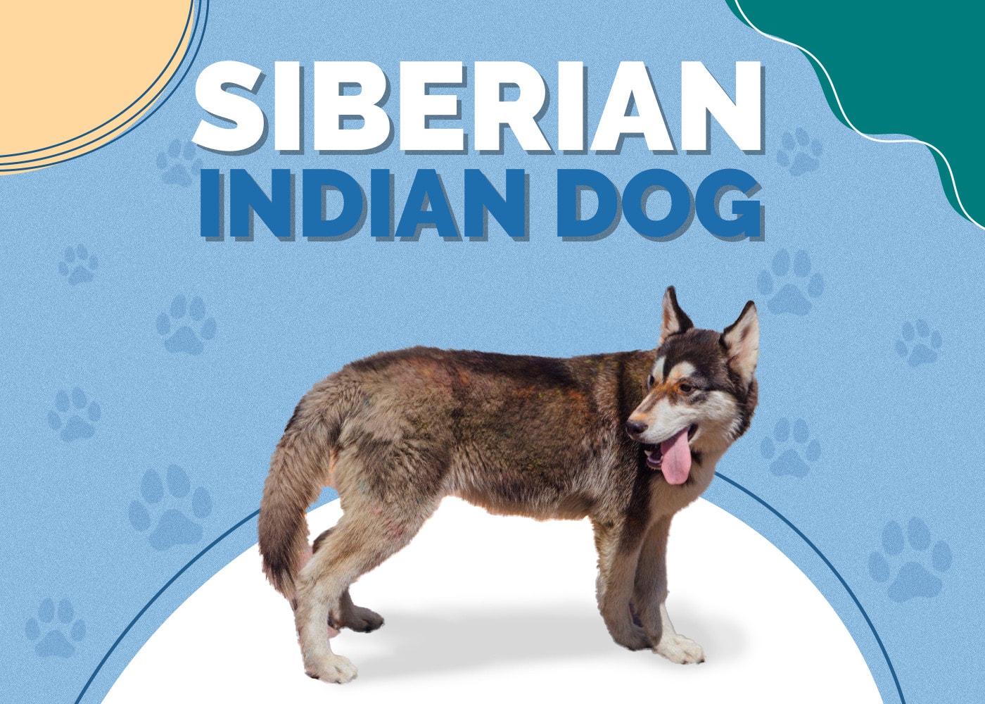 Siberian Indian Dog (Siberian Husky & Native American Indian Dog)