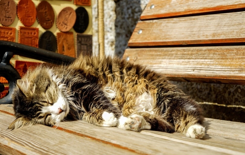 sick cat sleeping on bench