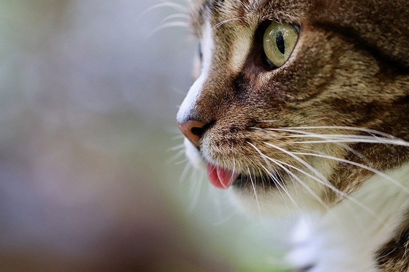 side view of a cat's tongue that is sticking out