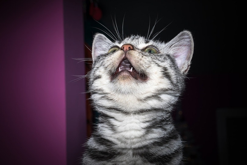 silver tabby kitten's milk teeth