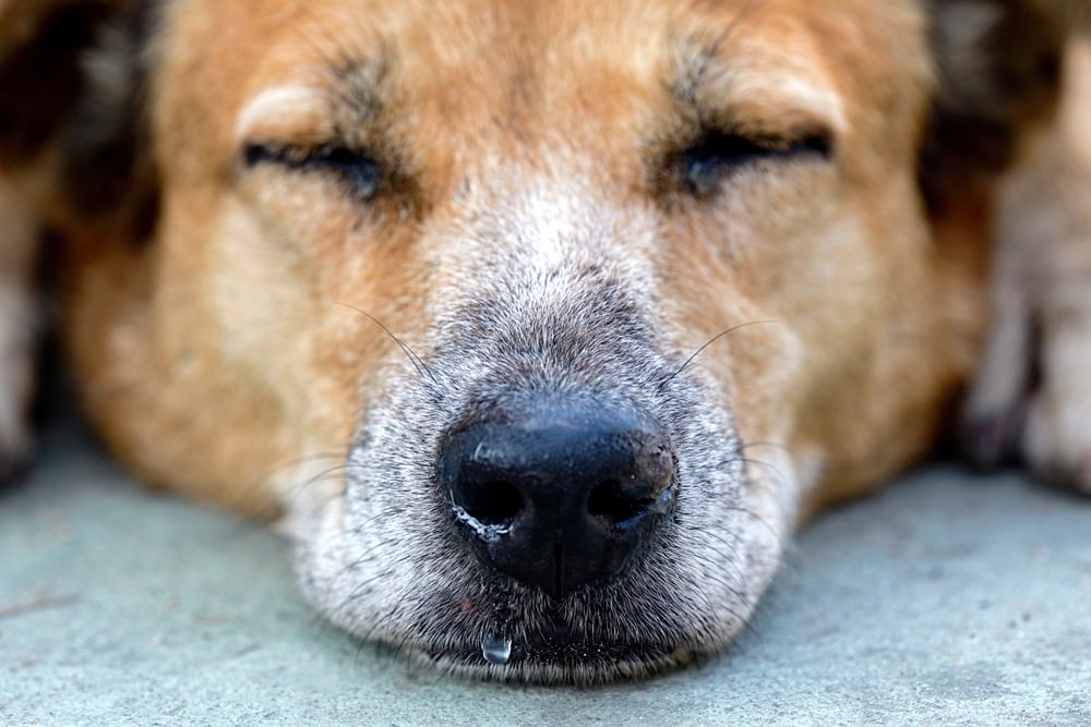 sleeping dog with runny nose
